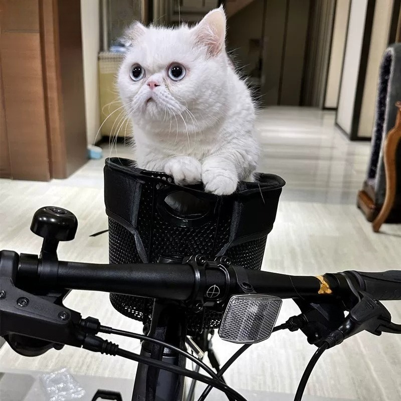 折りたたみ式自転車用犬用バスケット、マウンテンバイク・ロード - Mountain Biking With Dog のレビューと価格